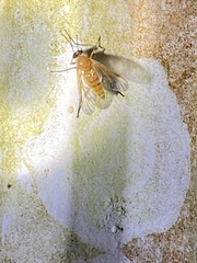 Rhagio floridensis