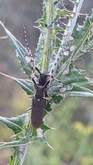 Agapanthia annularis