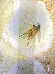 Rhagio floridensis