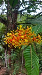 Palicourea padifolia