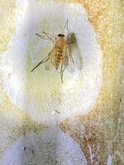 Rhagio floridensis