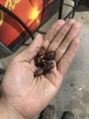 Phyllophaga crassissima