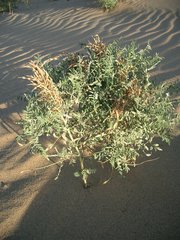 Sophora alopecuroides