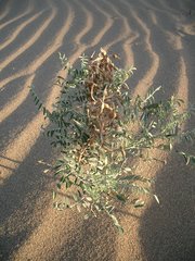 Sophora alopecuroides
