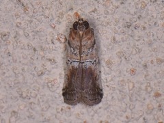 Chararica hystriculella