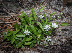Moehringia lateriflora