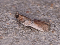 Chararica hystriculella