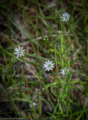 Stellaria longifolia