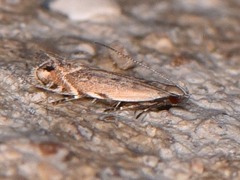 Battaristis concinnusella