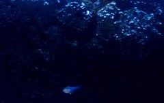 Pempheris compressa
