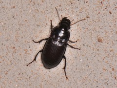 Harpalus caliginosus