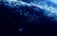 Pempheris compressa