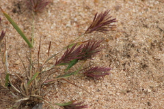 Eragrostis patens
