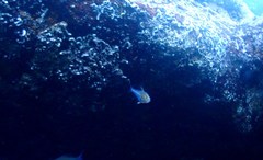 Pempheris compressa