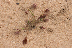 Eragrostis patens