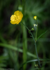 Ranunculus acris acris