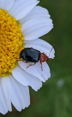 Podagrica fuscicornis