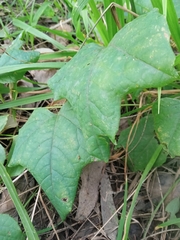 Passiflora morifolia
