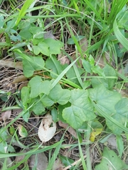 Passiflora morifolia