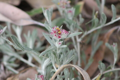 Helichrysum candolleanum
