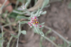 Helichrysum candolleanum