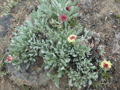 Eriogonum douglasii