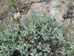 Eriogonum douglasii