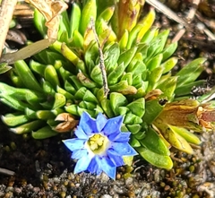 Gentiana sedifolia