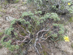 Eriogonum thymoides