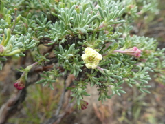 Eriogonum thymoides