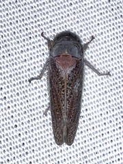 Hamana gelbata