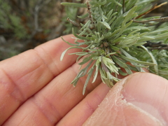 Artemisia rigida
