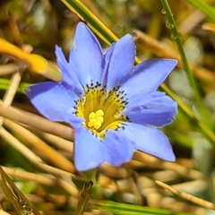 Gentiana sedifolia
