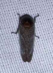 Hamana gelbata