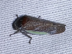 Hamana gelbata