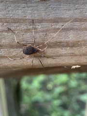 Eumesosoma