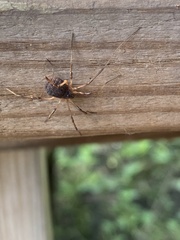 Eumesosoma