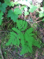 Gymnocarpium dryopteris
