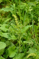 Blitum bonus-henricus