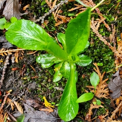 Micranthes micranthidifolia