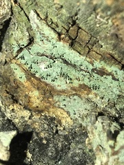 Chaenotheca ferruginea