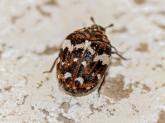 Anthrenus angustefasciatus