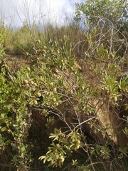 Chrysophyllum cainito