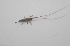 Hippopsis lemniscata