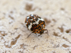 Anthrenus angustefasciatus