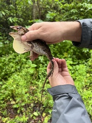 Anolis barahonae