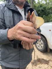 Anolis barahonae