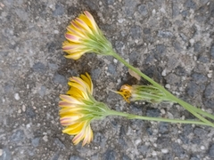 Crepis bursifolia