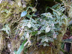 Epidendrum stanhopeanum