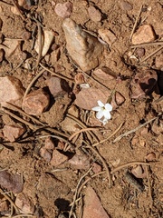 Leptosiphon breviculus